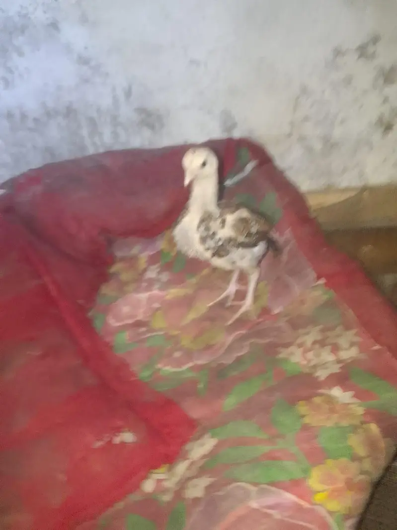 health and active chicks available — photo 7