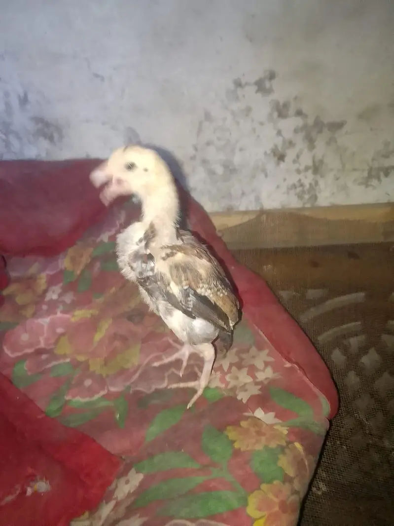 health and active chicks available — photo 8