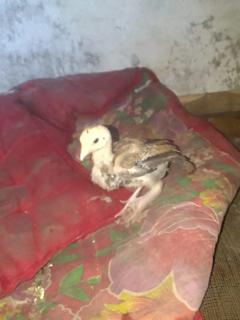 health and active chicks available — photo 9
