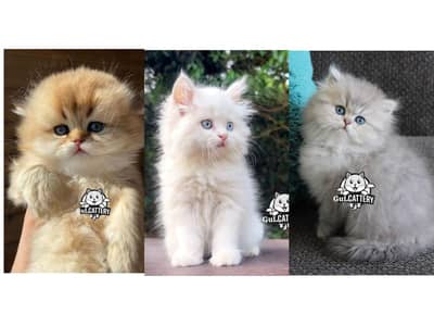 Persian British punch face piki face kitten cat available