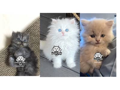 Persian British punch face piki face kitten cat available