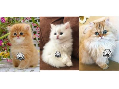 Persian British punch face piki face kitten cat available