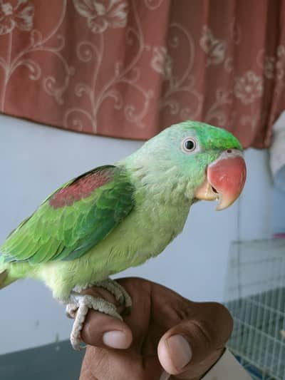 kashmiri raw parrot for sale 6 or 6.5 months age