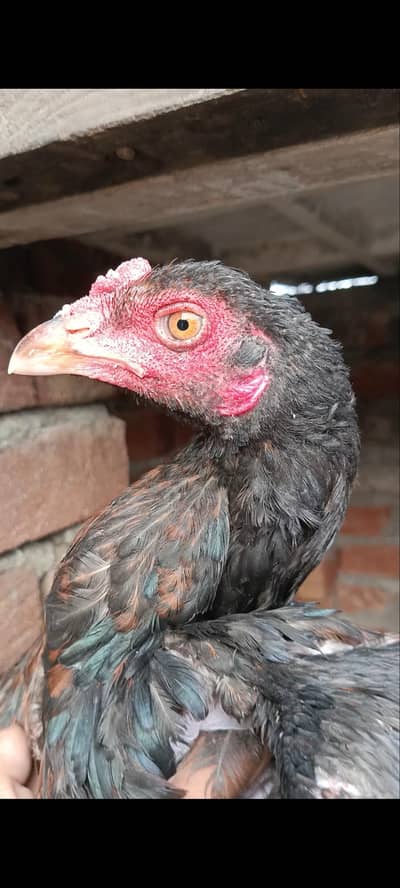 aseel pakoya pair