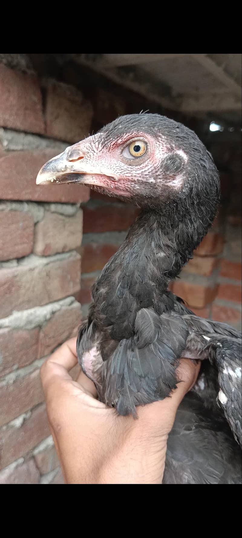 aseel pakoya pair 1