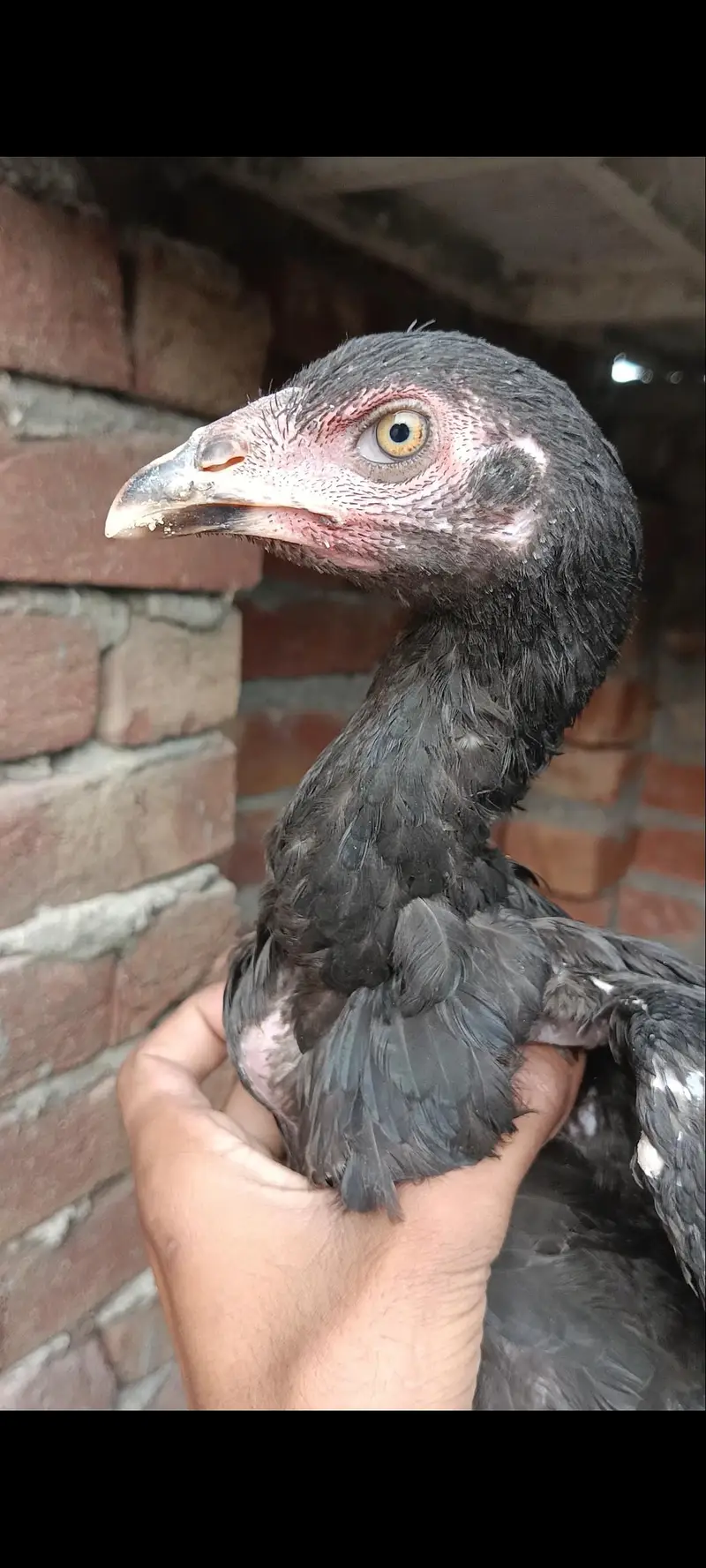 aseel pakoya pair — photo 2