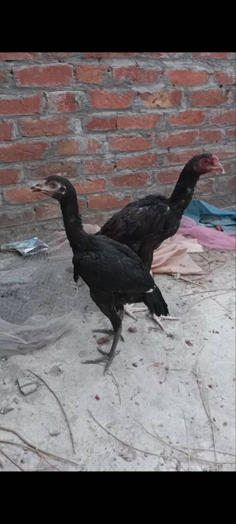 aseel pakoya pair 2