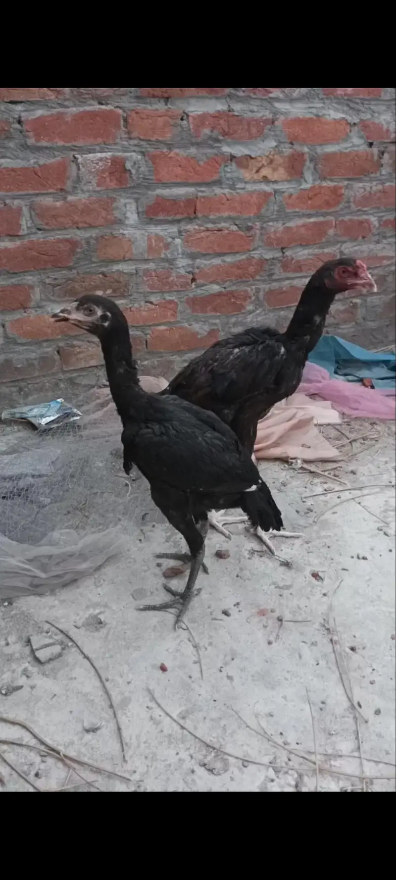 aseel pakoya pair — photo 3