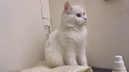Persian CaT (white color)