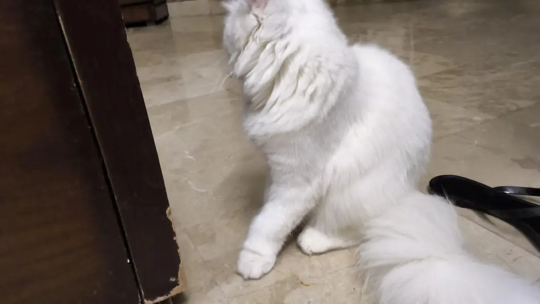 Persian CaT (white color) — photo 2