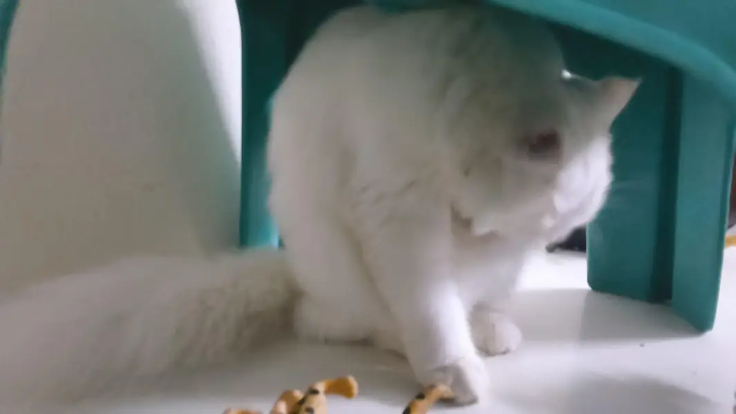 Persian CaT (white color) — photo 3