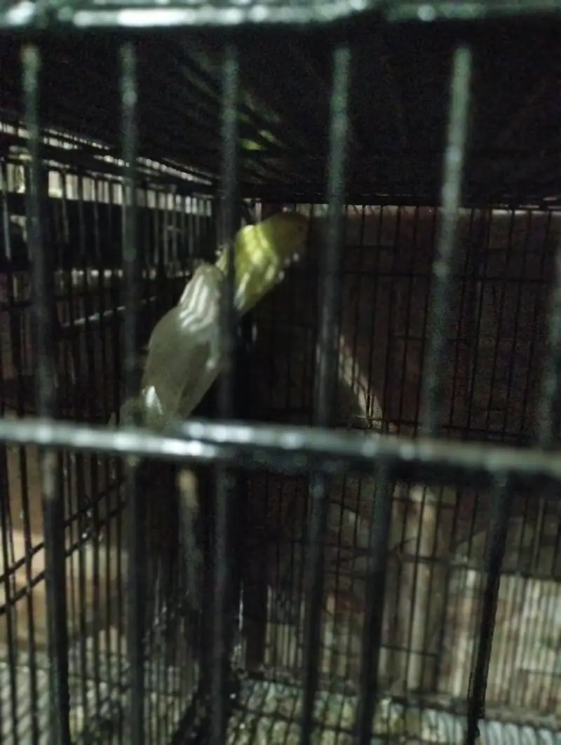 red eyes white colour male ha or yellow female ha i — photo 2