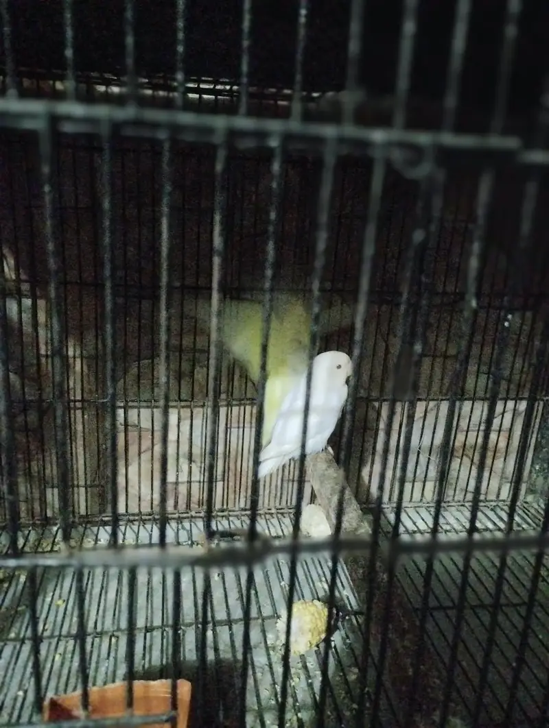 red eyes white colour male ha or yellow female ha i — photo 3