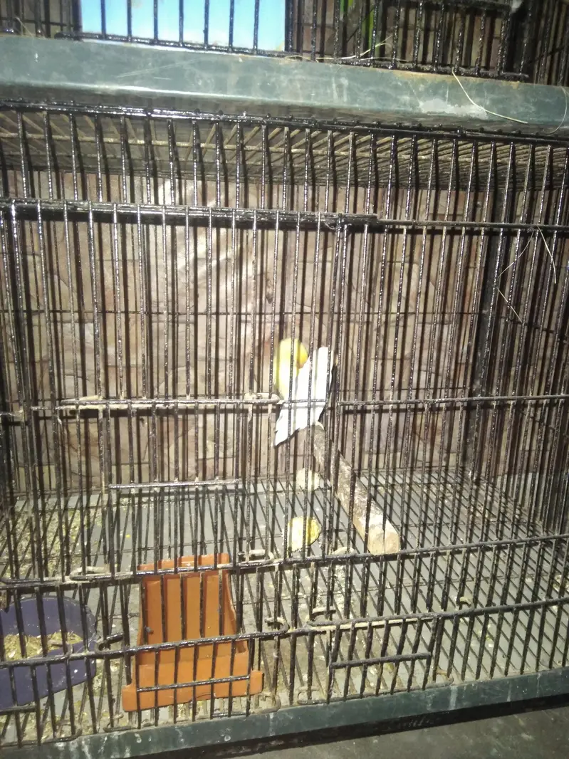 red eyes white colour male ha or yellow female ha i — photo 4