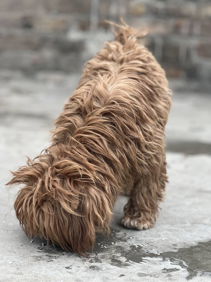 Shihtzu 0