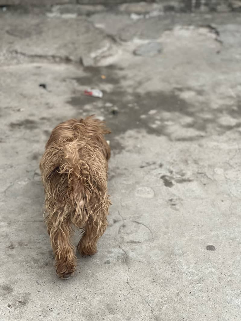 Shihtzu 1