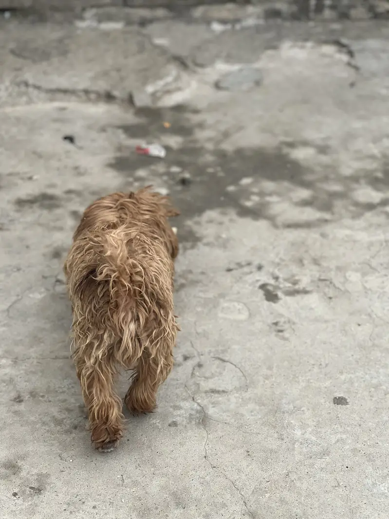 Shihtzu — photo 2