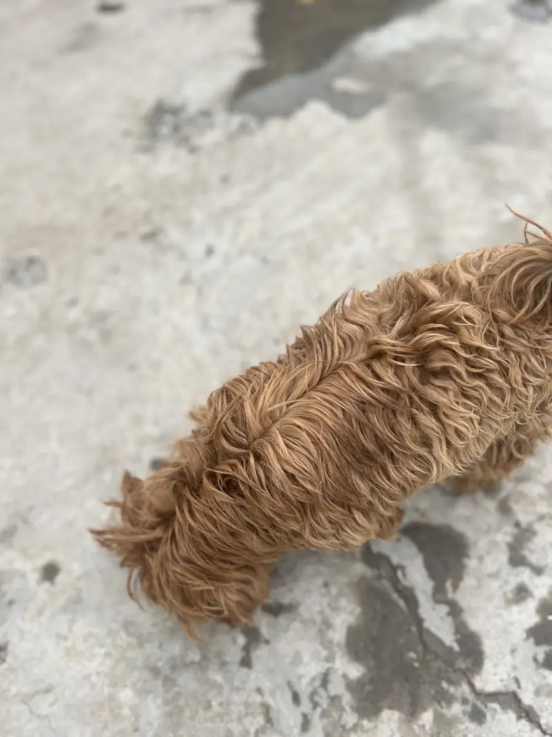 Shihtzu — photo 3