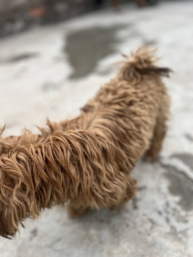 Shihtzu 3