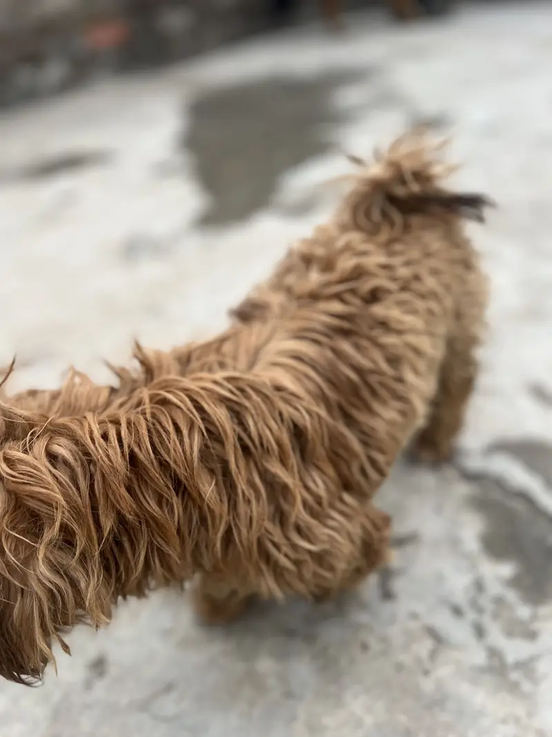 Shihtzu — photo 4