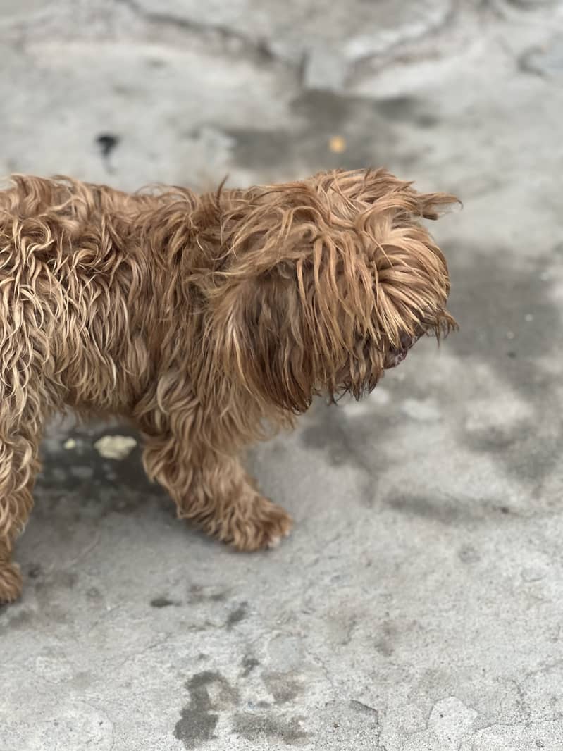 Shihtzu 4