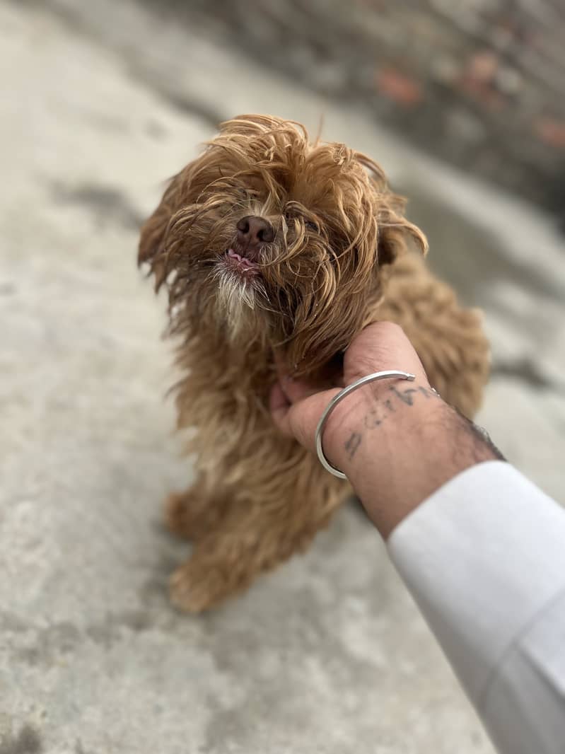 Shihtzu 5