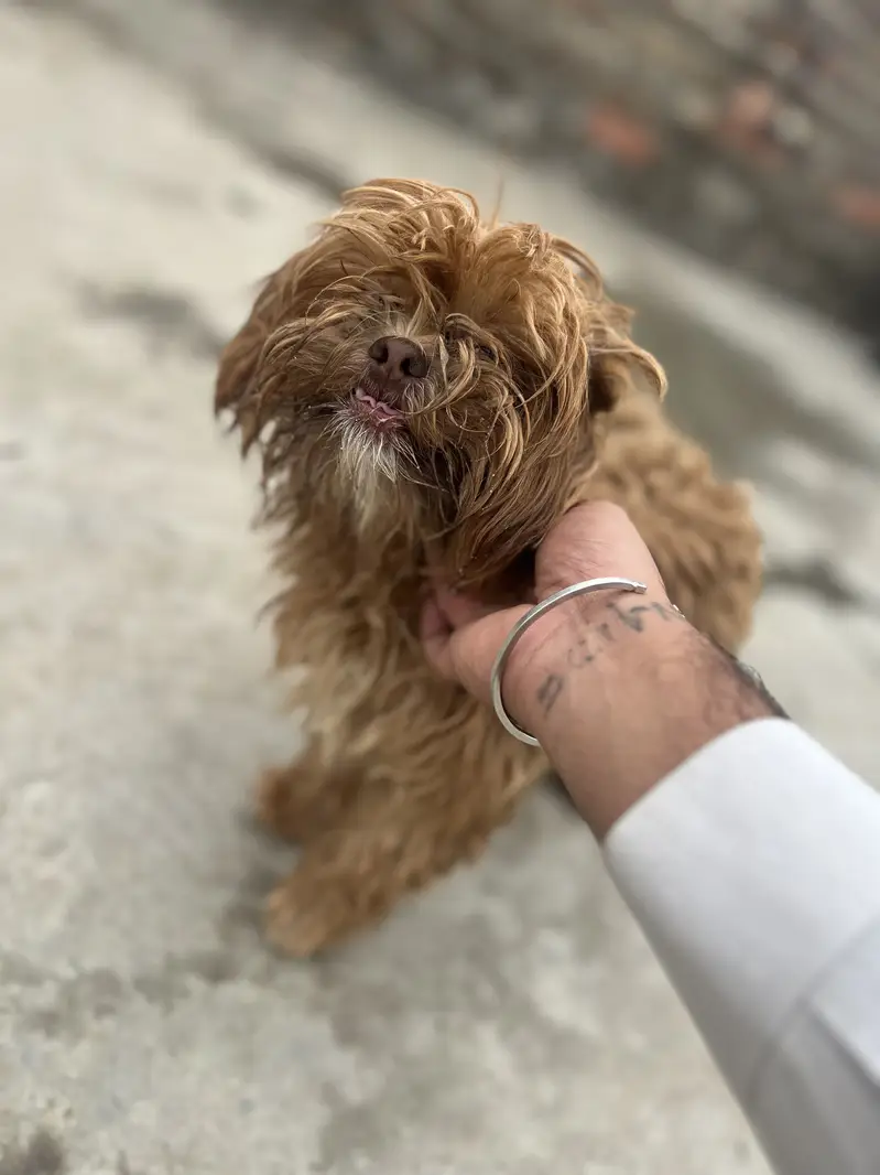 Shihtzu — photo 6