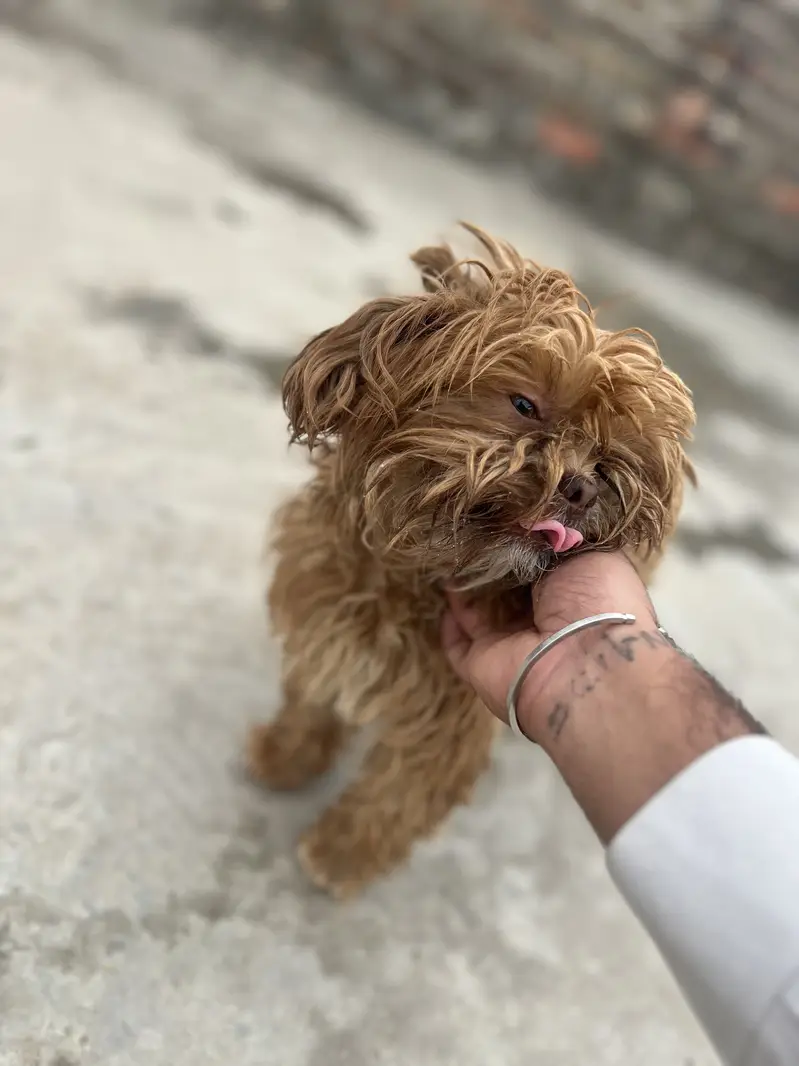 Shihtzu — photo 7