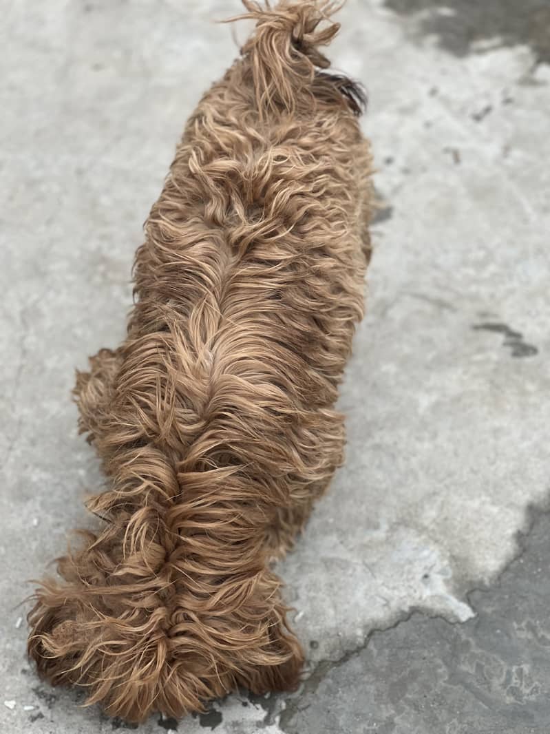 Shihtzu 7