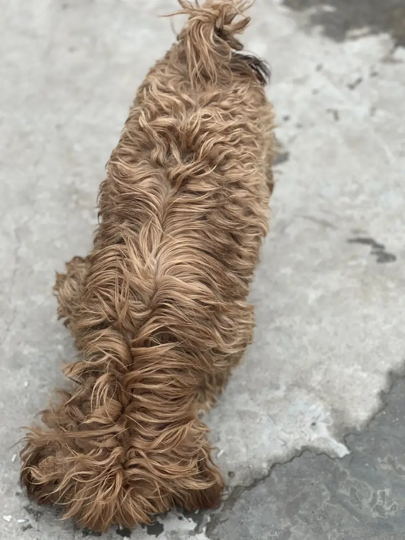 Shihtzu — photo 8
