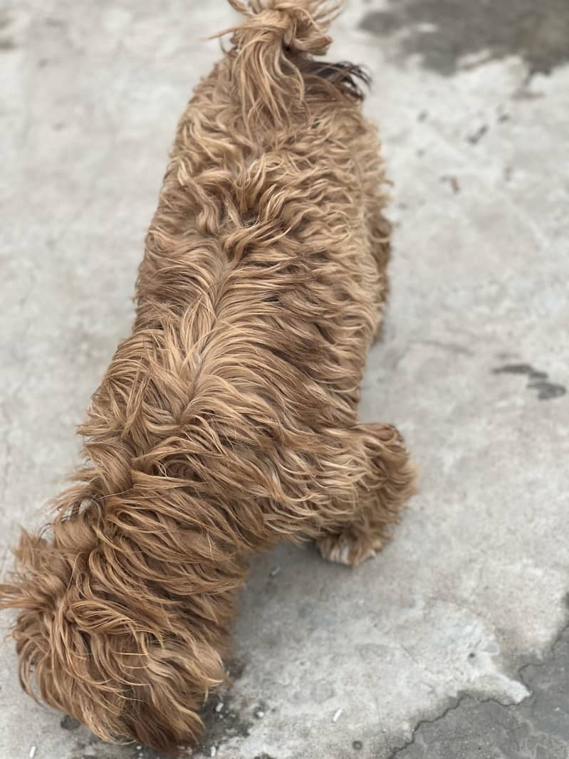 Shihtzu 8