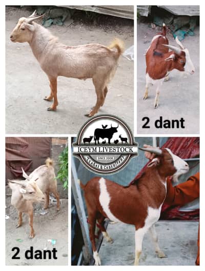 do dant dono male kodu size