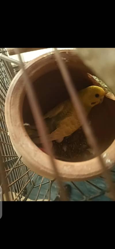 pair with eggs