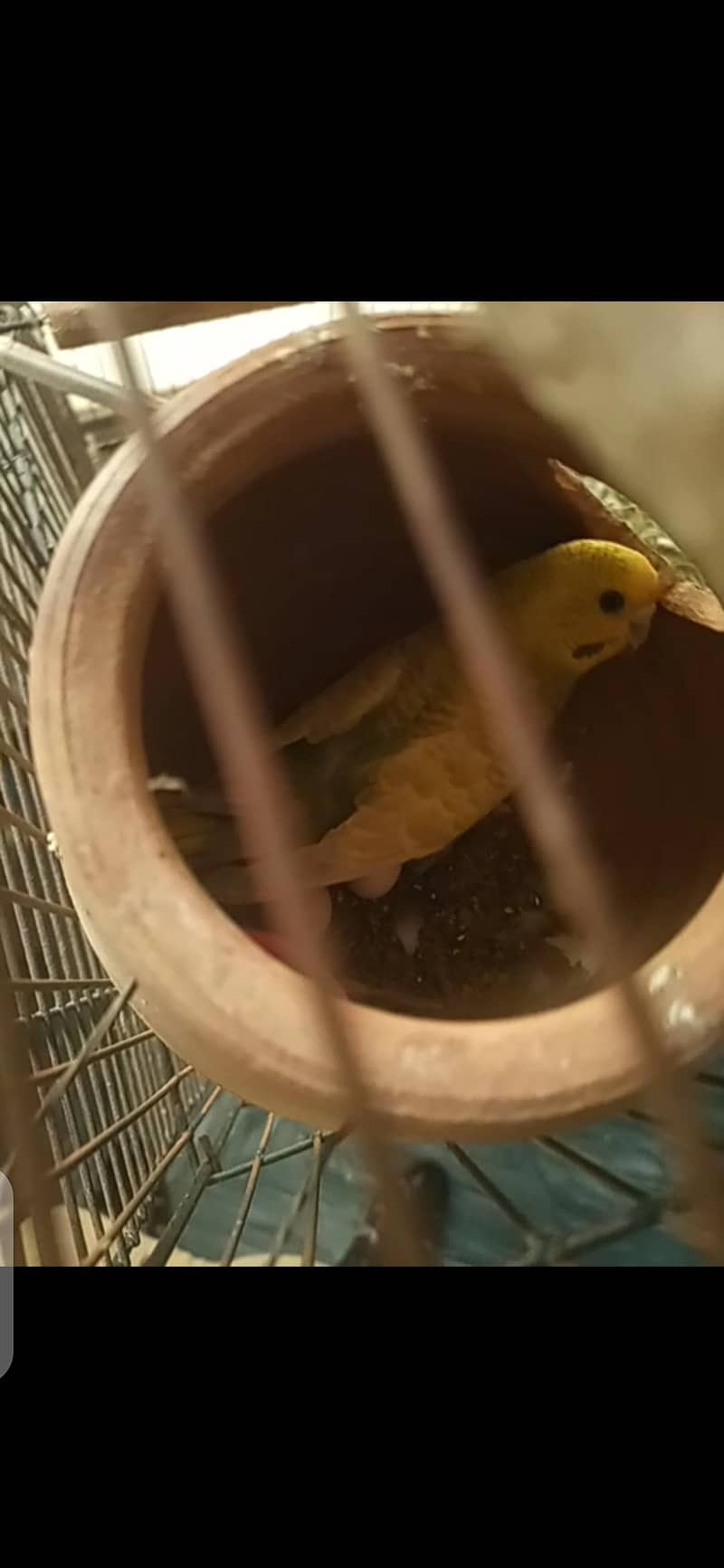 pair with eggs 0