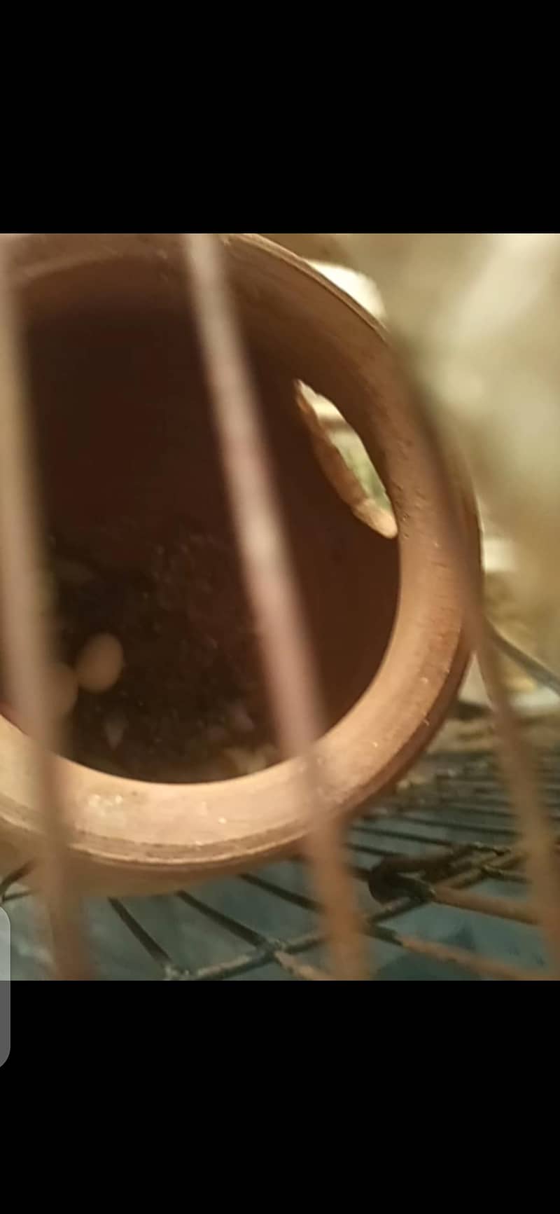 pair with eggs 1