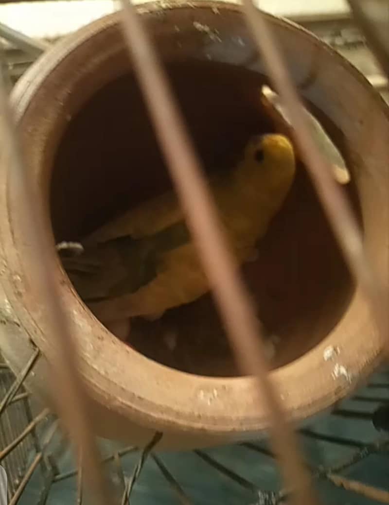 pair with eggs 2