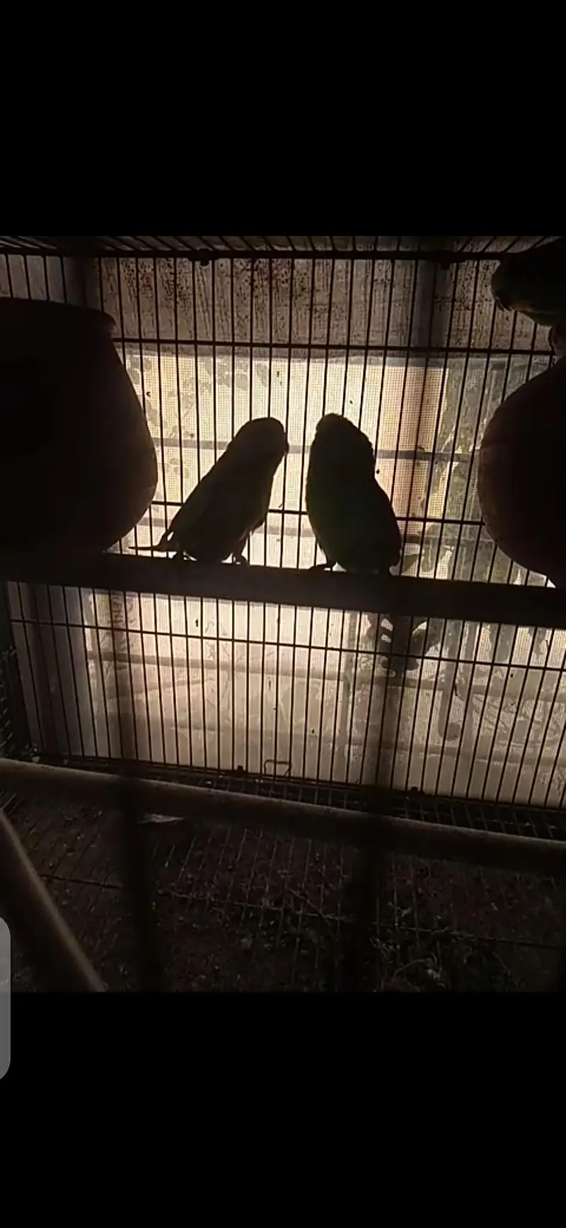 pair with eggs — photo 4