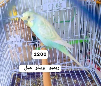 ایک ریمبو بریڈر میل ایک جمبو سائز بلو بریڈر میل