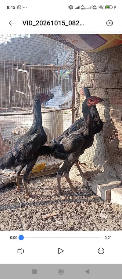 Shamo Tario for Sale