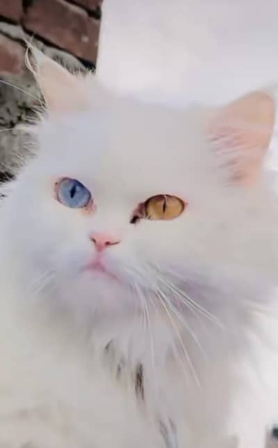3cod cat