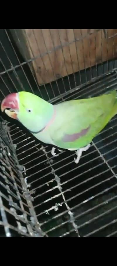 full active pair breeder pair