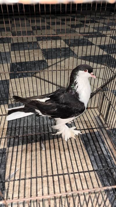 Sherazi pigeon 1 pic