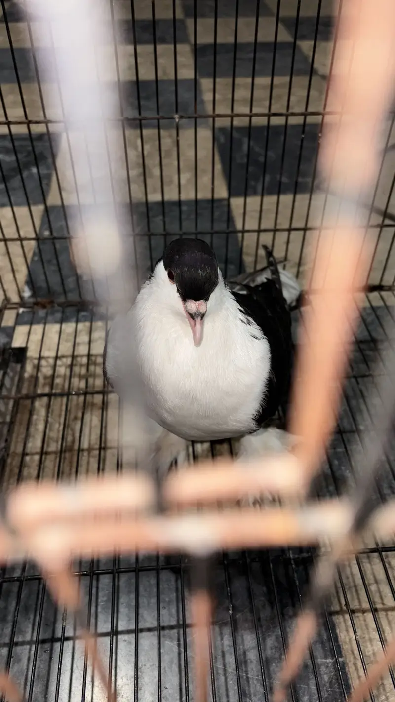 Sherazi pigeon 1 pic — photo 2
