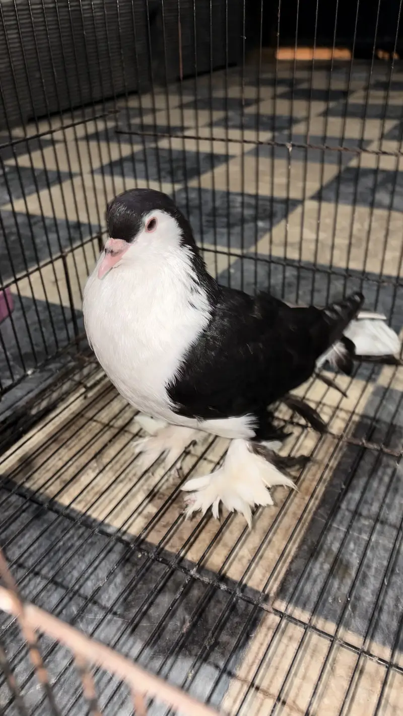 Sherazi pigeon 1 pic — photo 3