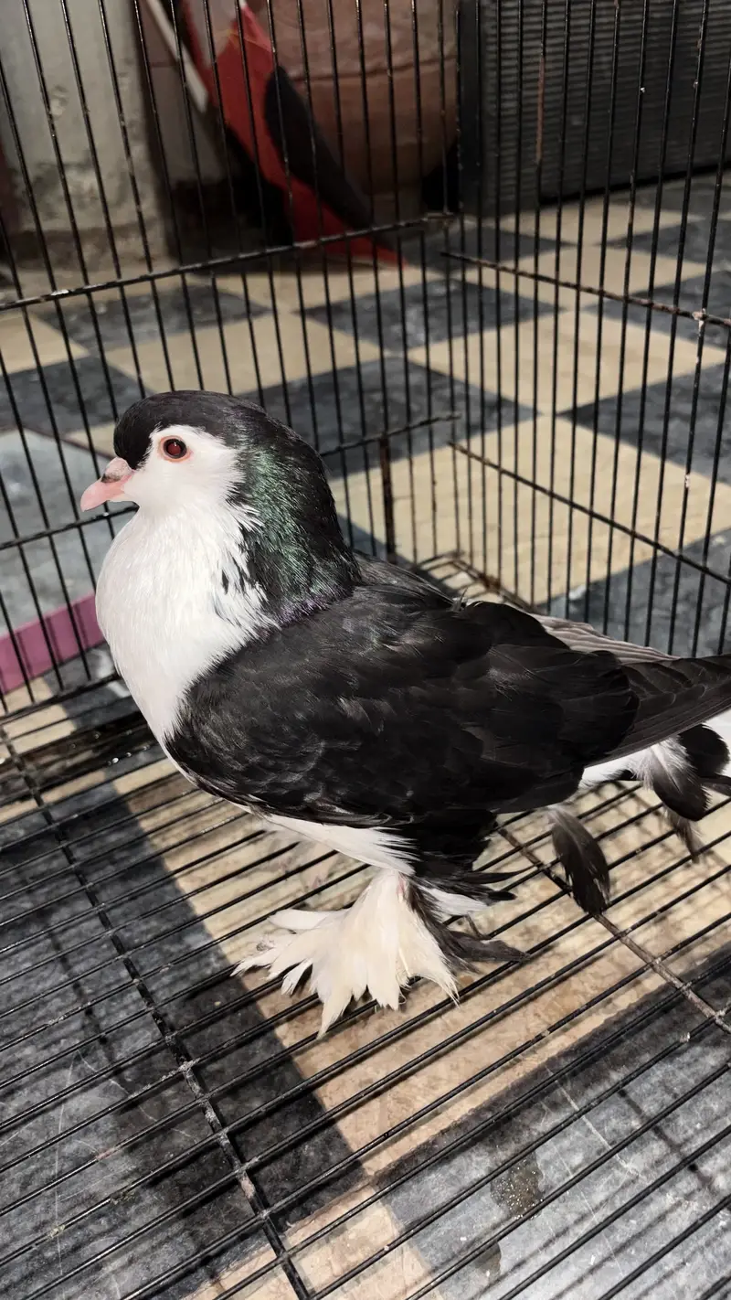 Sherazi pigeon 1 pic — photo 4