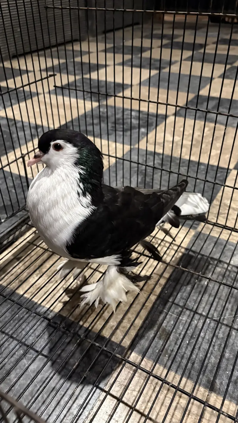 Sherazi pigeon 1 pic — photo 5