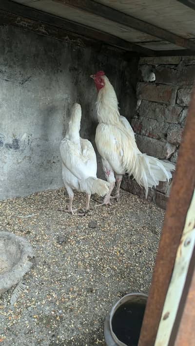 White Heera Aseel / Paper White Aseel Murgha, Murghiyan & Chicks for