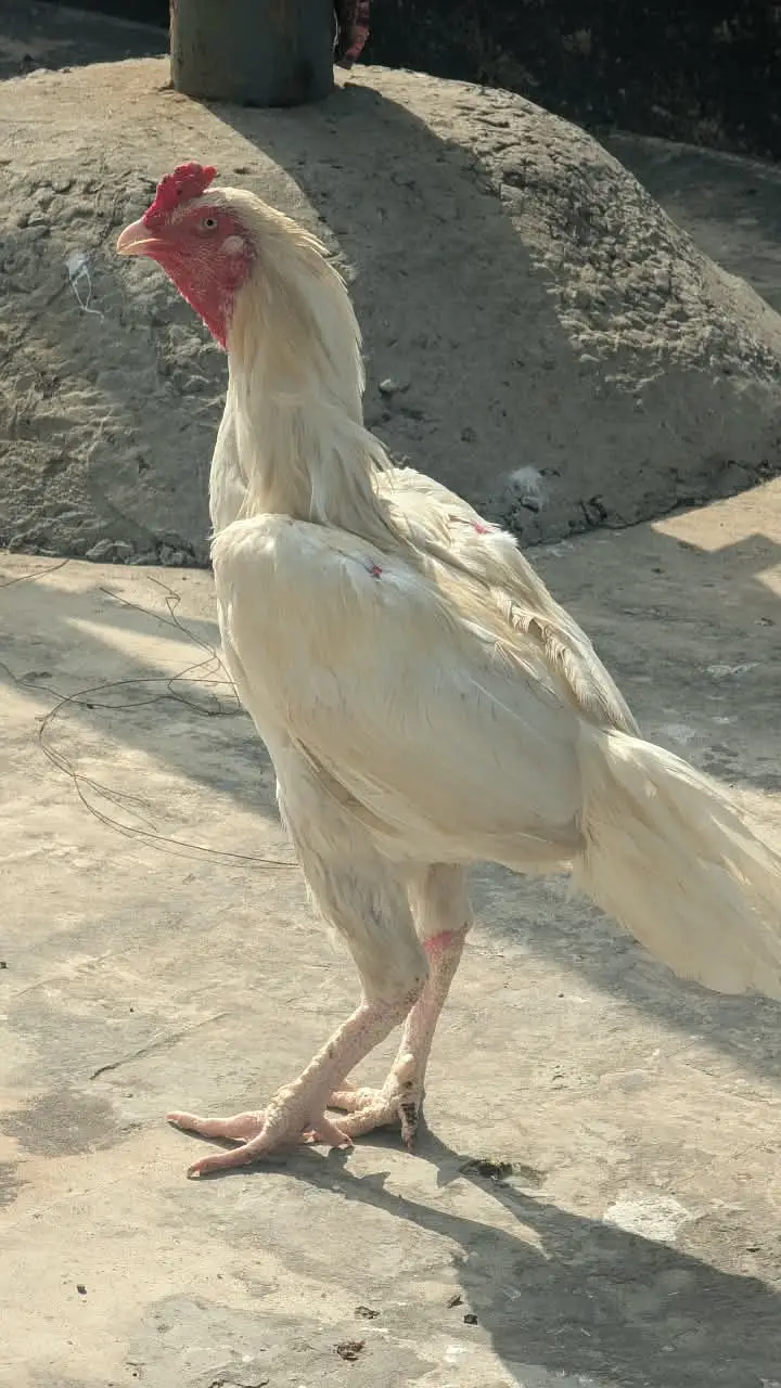 White Heera Aseel / Paper White Aseel Murgha, Murghiyan & Chicks for — photo 2