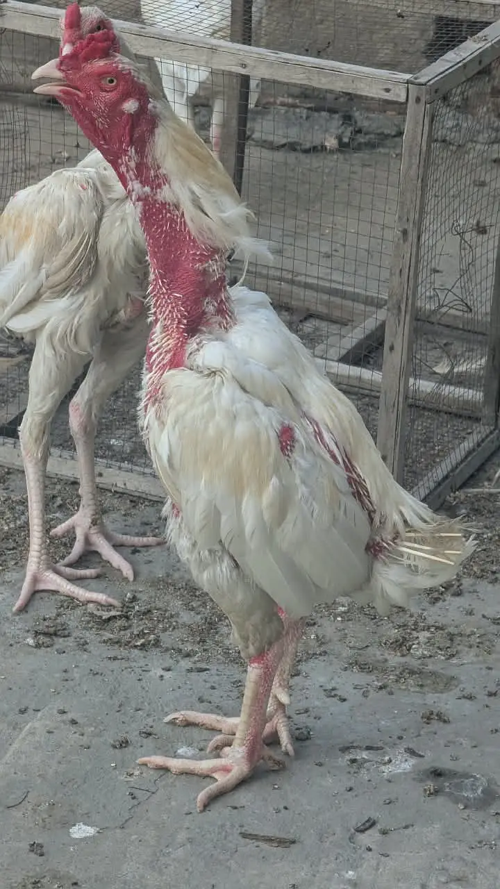 White Heera Aseel / Paper White Aseel Murgha, Murghiyan & Chicks for — photo 3