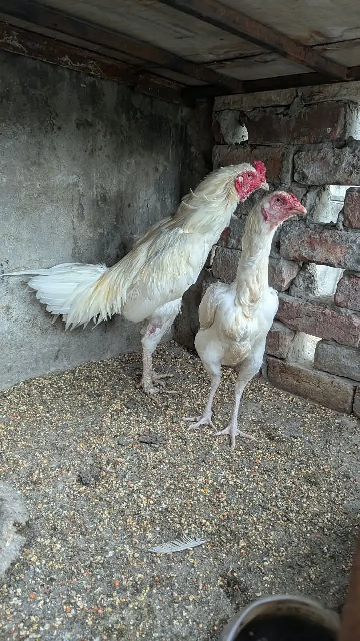 White Heera Aseel / Paper White Aseel Murgha, Murghiyan & Chicks for — photo 5